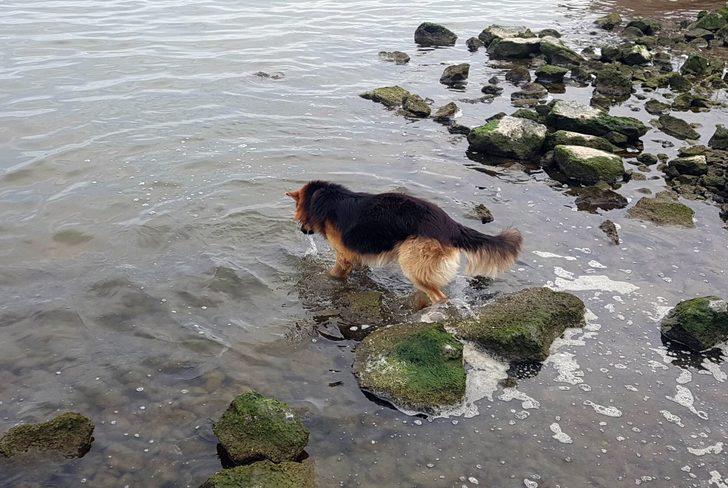 Bu köpeğin elinden her iş geliyor! Denizdeki çöpleri toplayıp yerleri süpürüyor G4