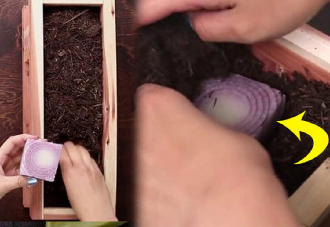 Tohumsuz bir şekilde saksıda sebze nasıl yetiştirilir?