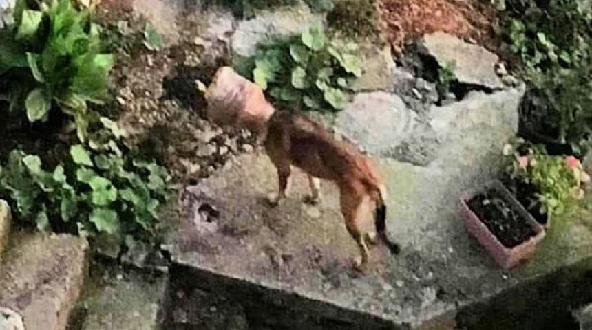 5 aydır başındaki bidonla dolaşan köpek kurtarıldı