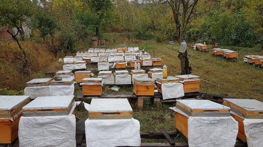 Anzer balı ile yarışacak