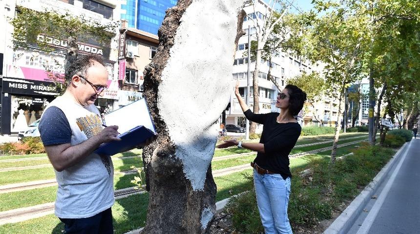 Anıt ağa&ccedil;lara gen&ccedil;lik aşısı