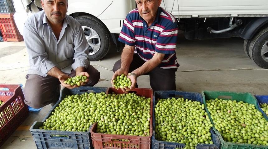 Yeni &uuml;r&uuml;n zeytine rağbet arttı