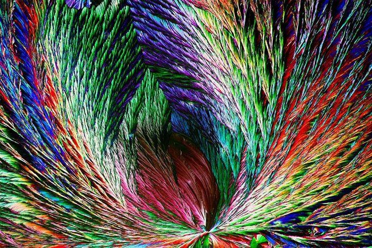 İngiltere Kraliyet Biyoloji Topluluğu fotoğraf yarışmasının kazananları açıklandı  G2