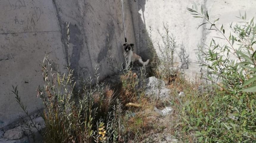 Kanala d&uuml;şen sokak k&ouml;peğini itfaiye ekipleri kurtardı