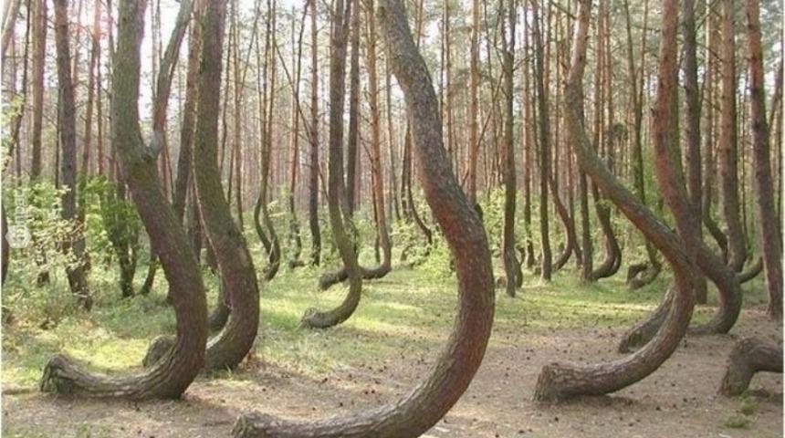 Eğilen Ağa&ccedil;ların Ormanı