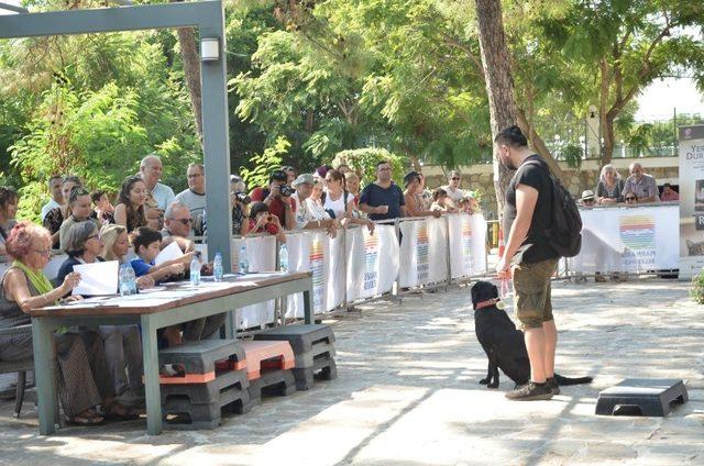 Marmaris’te köpek güzellik yarışması yapıldı