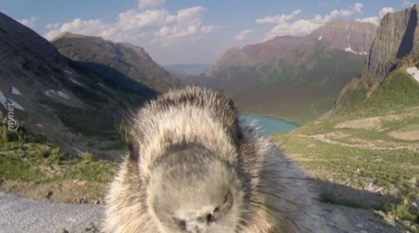 Kameralara oynayan şirinlik abidesi kunduz