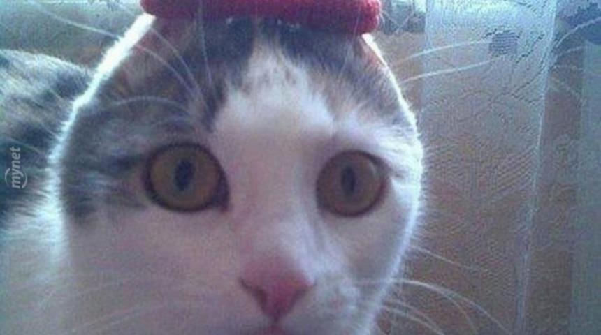 Kedisine lastik toka takmayı deneyen 12 T&uuml;rk'ten komik fotoğraflar