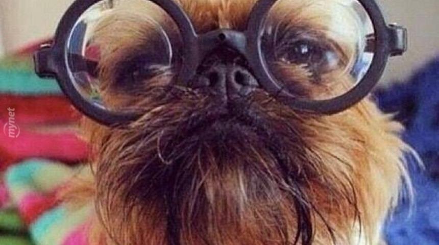 Sevgiden Dişlerinizi Sıkacağınız 42 Yavru K&ouml;p&uuml;ş Fotoğrafı