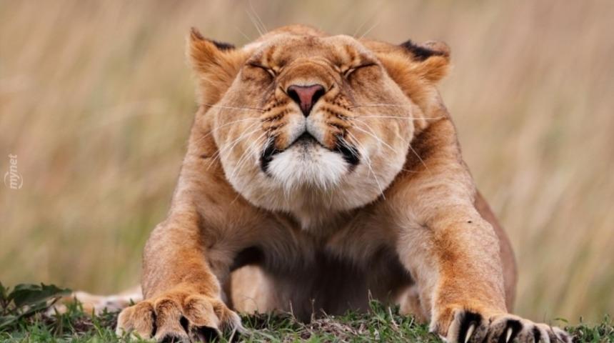 Yılın Yaban Hayat Fotoğrafı İçin Finale Kalan 42 Efsane Fotoğraf