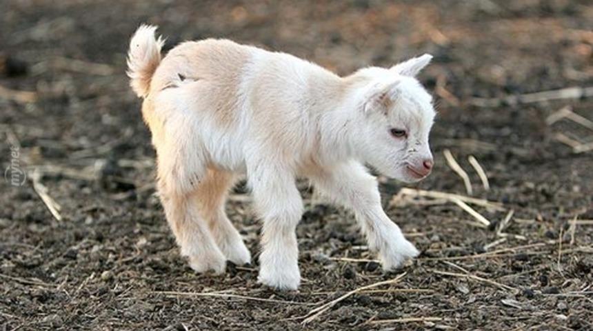 Bir Blogger'a Göre En Sevilesi 15 Bebek Keçi