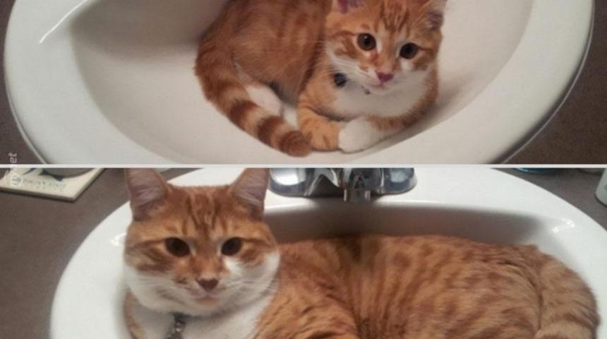 'Seni Orda Yerim' Dedirten 13 K&ouml;pek ve Kedinin Yıllar Sonra &Ccedil;ekilen Aynı Fotoğrafı 