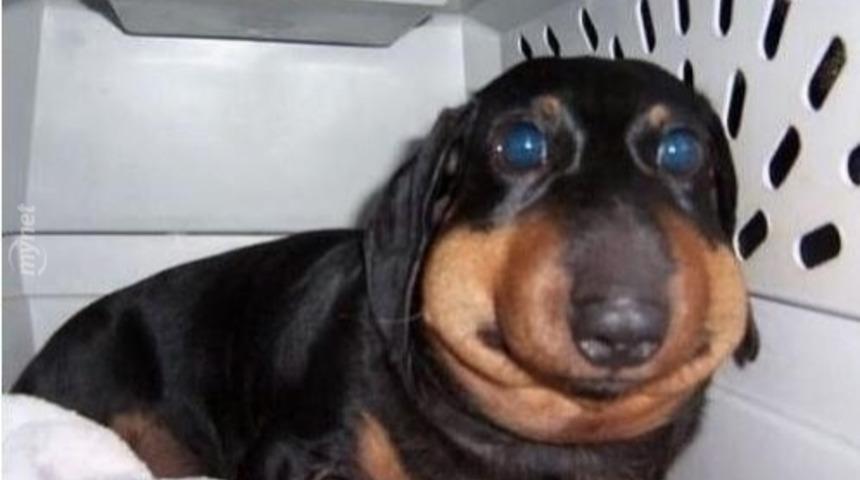 K&ouml;peklerin Arıları Yememesi Gerektiğini G&ouml;steren 11 Komik Fotoğraf