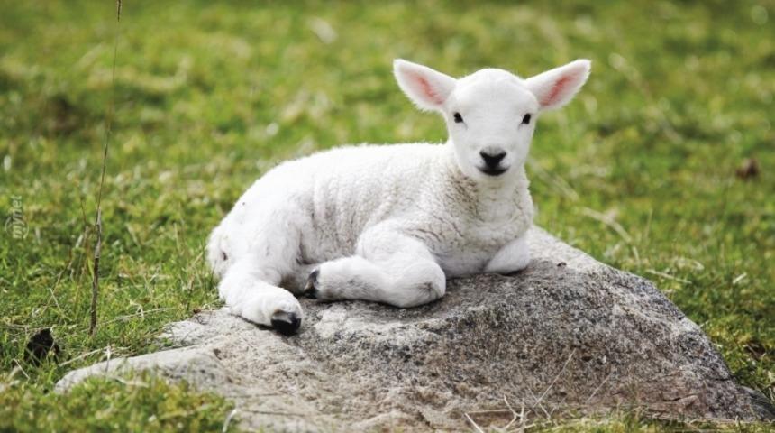 Aşırı Derecede Sevimli &Ccedil;ağırınca Koşarak Gelen Kuzu!