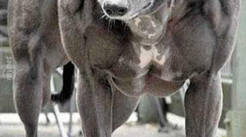 Az &Ouml;nce Spor Salondan &Ccedil;ıkmışcasına Kaslı 9 K&ouml;pek