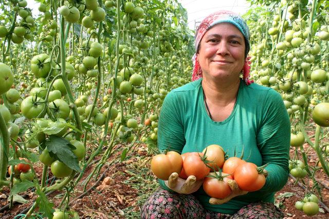 Domates fiyatları üreticiyi sevindiriyor 1