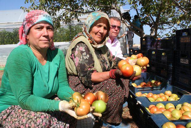 Domates fiyatları üreticiyi sevindiriyor 2