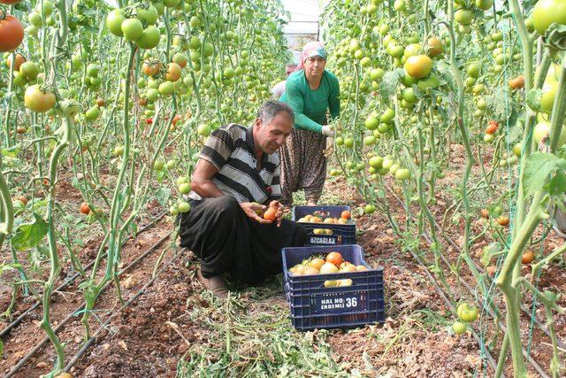 Domates fiyatları üreticiyi sevindiriyor 3