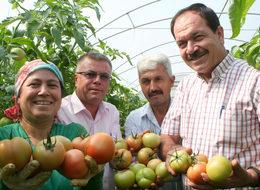 Domates fiyatları üreticiyi sevindiriyor