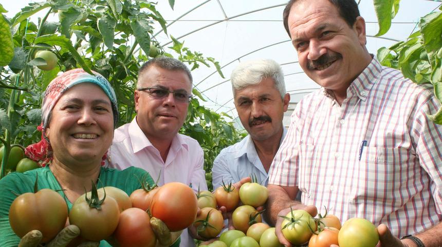 Domates fiyatları üreticiyi sevindiriyor