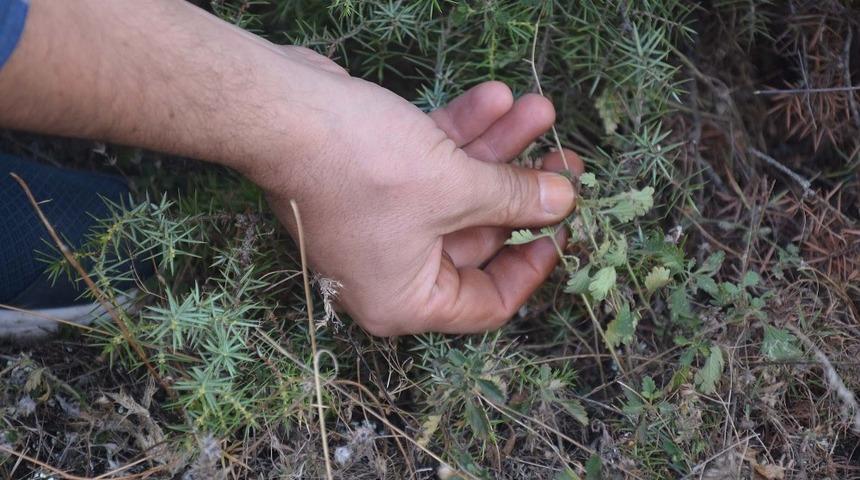 &rsquo;Kara Pehlivan&rsquo; yarım asırdır karın ağrısının tedavisinde kullanılıyor