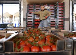 'Domateste suçlu, girdi maliyeti ve tuta zararlısı'