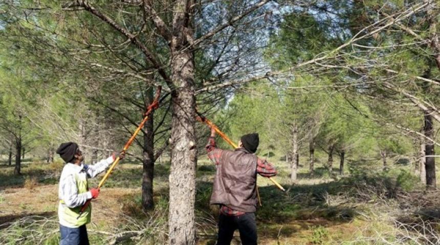 50 hektarlık alanda budama &ccedil;alışmaları