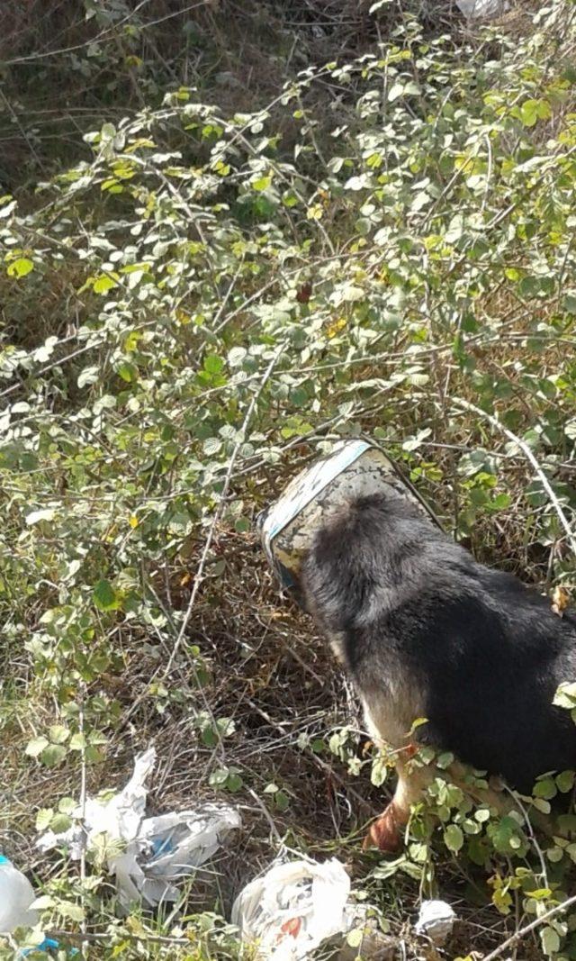 Kafası tenekeye sıkışan köpeği köylüler kurtardı