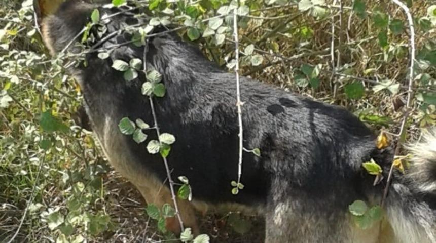 Kafası tenekeye sıkışan köpeği köylüler kurtardı