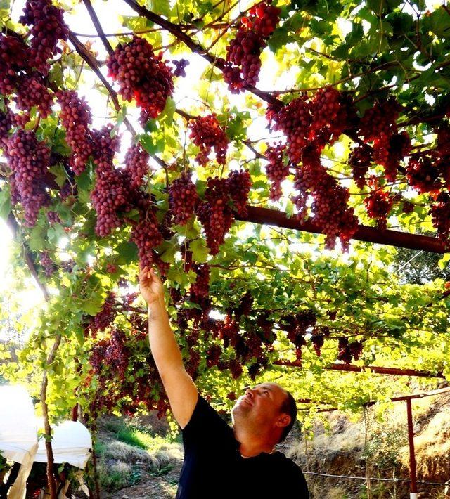 Sarıgöl’de üzümler göz kamaştırıyor