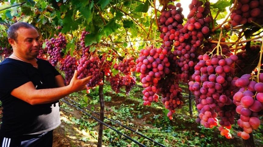 Sarıg&ouml;l&rsquo;de &uuml;z&uuml;mler g&ouml;z kamaştırıyor