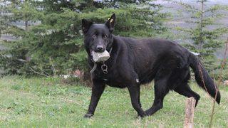 Yavrularını kaybeden köpek, ağzındaki taşı yavrusu sanıyor