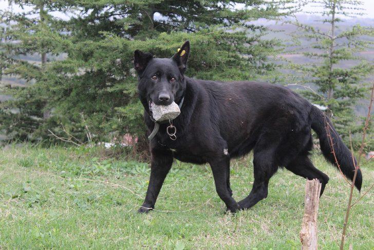 Yavrularını kaybeden köpek, ağzındaki taşı yavrusu sanıyor G5