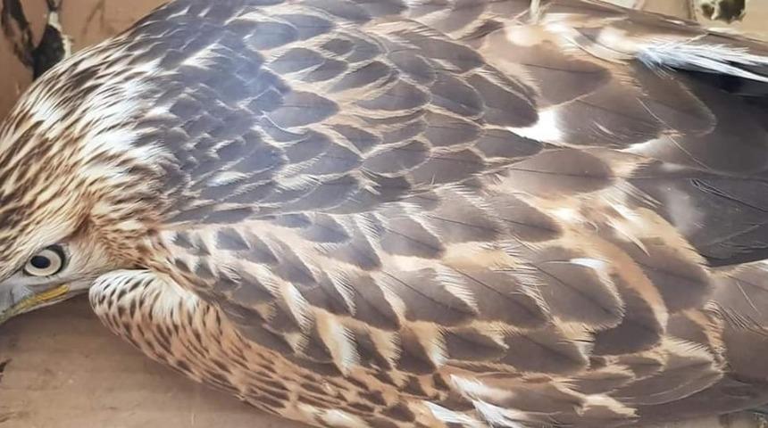 Kamyonetin &ccedil;arptığı Şahin yaralandı