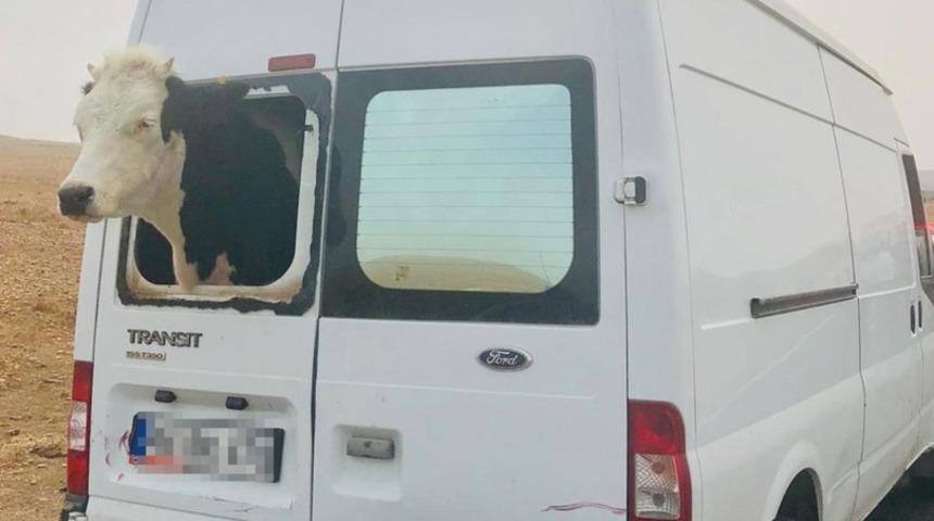 Bu fotoğraftaki her şey çalıntı!