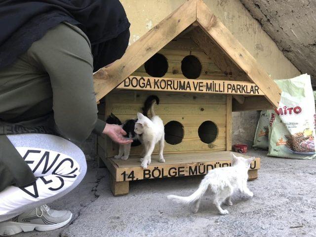 Hakkari’de kedi-köpekler için kulübeler yapıldı