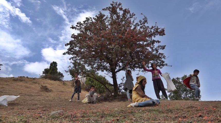 &Ccedil;ocuklar dağ bayır gezerek alı&ccedil; topladı
