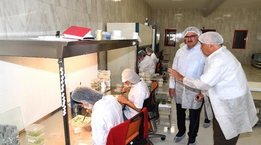 Vali Karaloğlu, fide &uuml;retim sahalarını gezdi