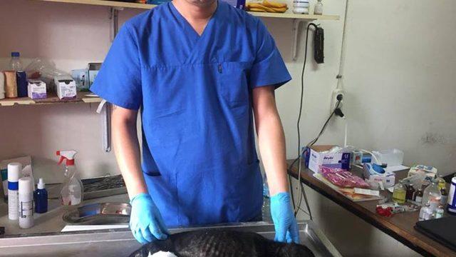 Bacağı kopan yavru köpeğe belediye sahip çıktı