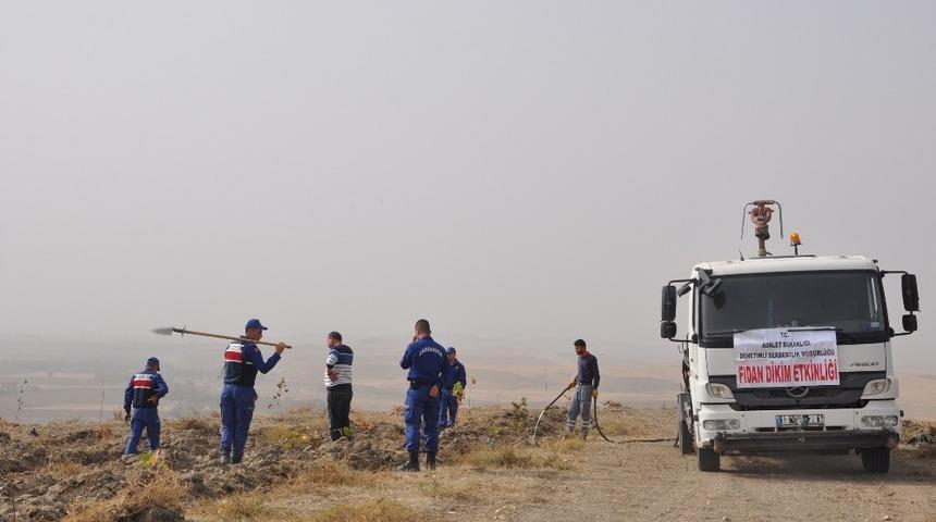 750 adet fidanı toprakla buluşturdular