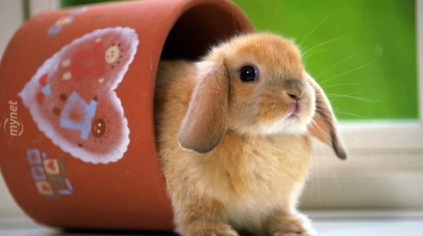 Merhaba, Bir Bardak Davşan Alır Mıydınız?