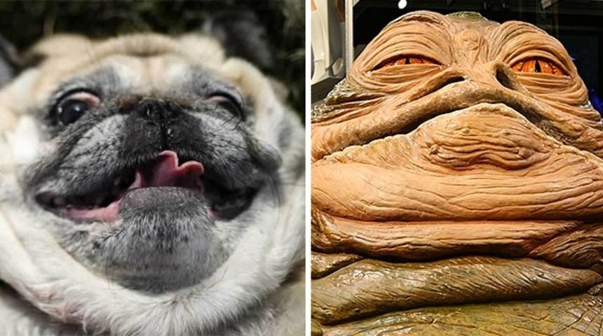 Kendisinden Daha &Ccedil;ok Başka Bir &Uuml;nl&uuml;ye Benzeyen 12 Şapşal K&ouml;pek!