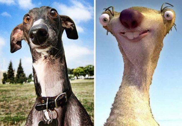 Kendisinden Daha &Ccedil;ok Başka Bir &Uuml;nl&uuml;ye Benzeyen 12 Şapşal K&ouml;pek! 8