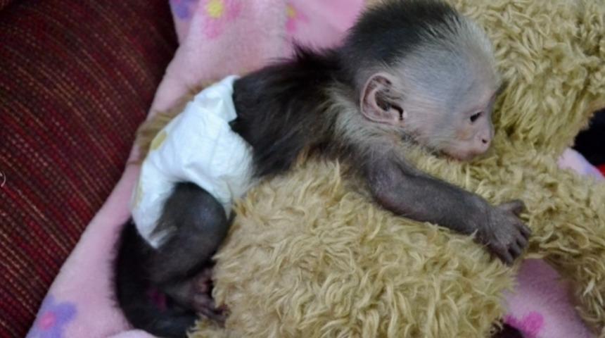 B&ouml;breklerimizi Satsak Anca Alırız! D&uuml;nyanın En Pahalı Evcil Hayvanları