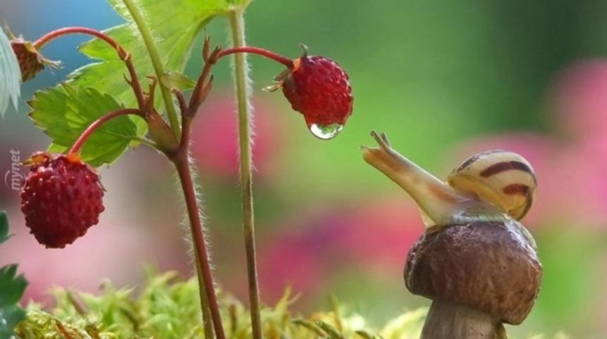 Mantarların Sihirli D&uuml;nyasından 30 Fotoğraf