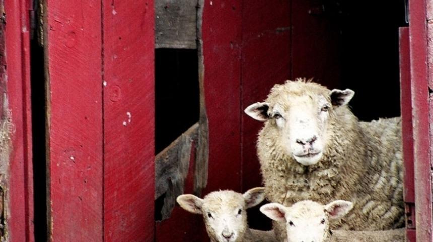 Yetmez Ama Evet! Kurban Bayramı Tatili Uzatıldı