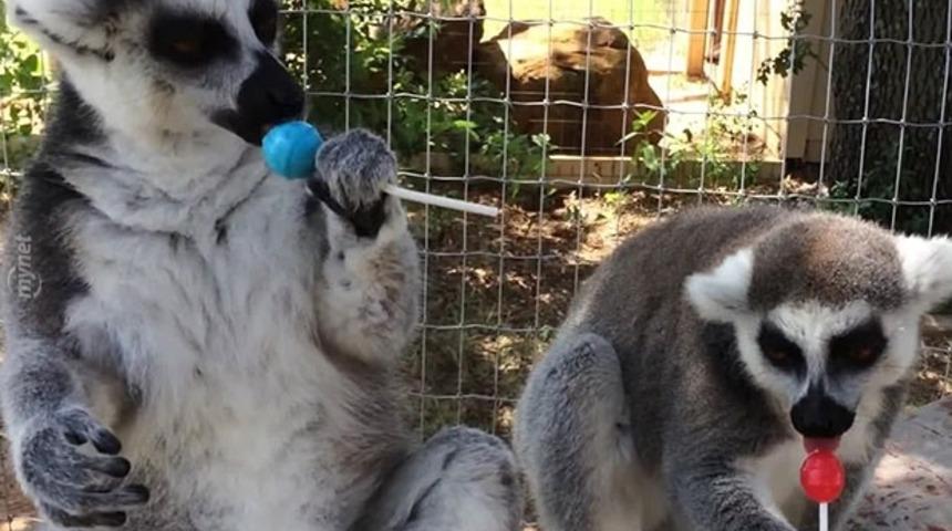 İlk Defa Lolipopla Tanışan Lemurlar