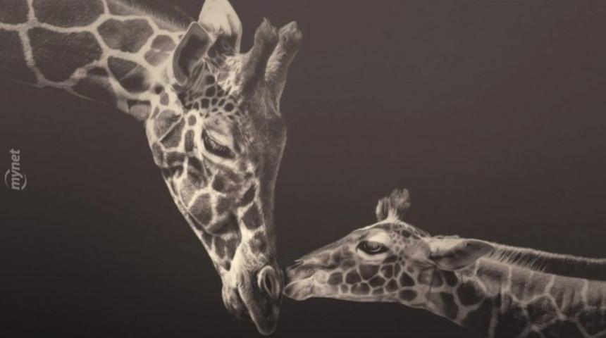 Afrika&rsquo;nın Bağrından &Ccedil;ıkmış Ruhunuza Dokunacak 16 Vahşi Yaşam Fotoğrafı