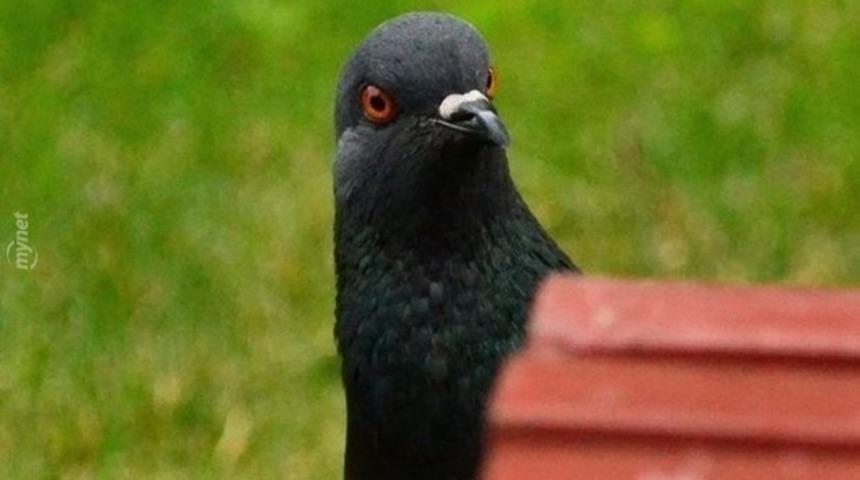 Ekmek Ser&ccedil;enin Ağzında Dedirten 10 Kare