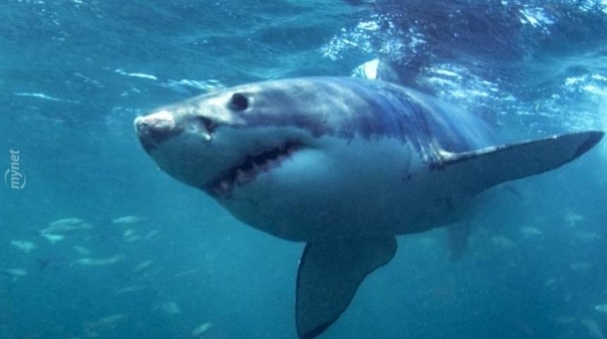 D&uuml;nyanın En Tehlikeli 7 K&ouml;pekbalığı